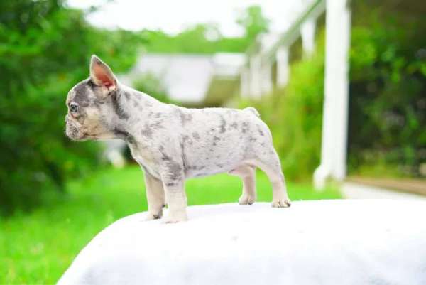 Merle French Bulldog Available Now