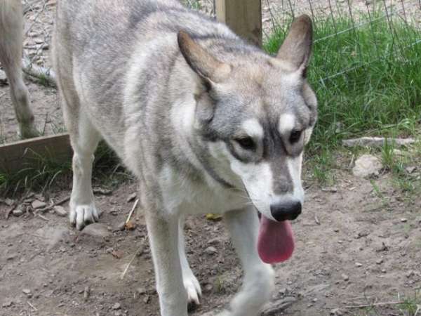 gray-double-coated-wolf
