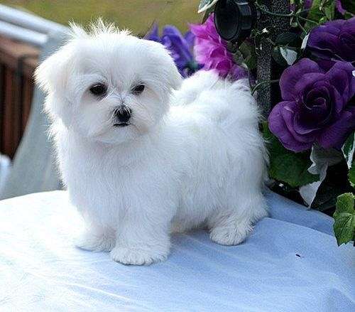 teacup-small-maltese