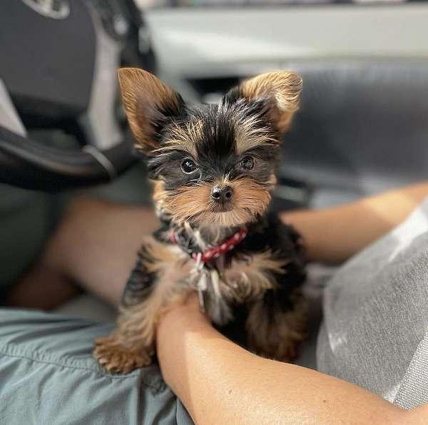 mixed-yorkshire-terrier-dog