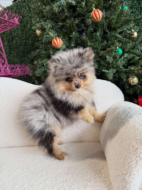 mixed-yorkshire-terrier-dog