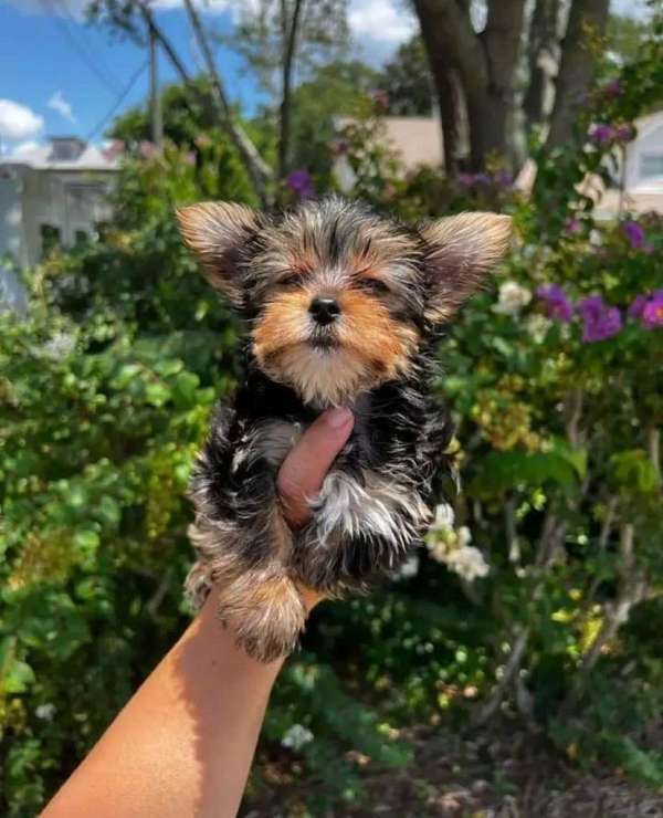 mixed-yorkshire-terrier-dog