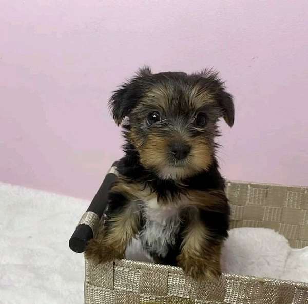 mixed-yorkshire-terrier-dog