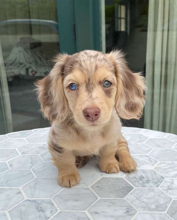 mixed-yorkshire-terrier-dog