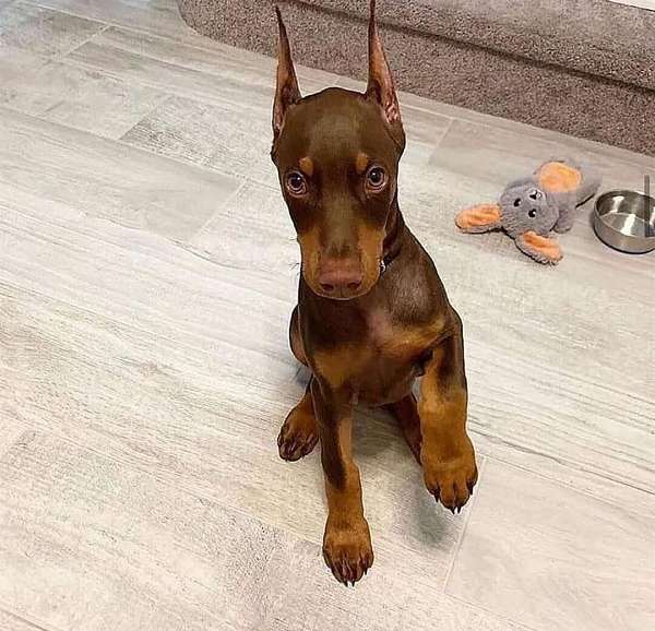 male-doxle-dog