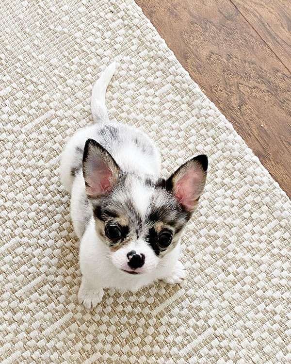 male-doxle-dog