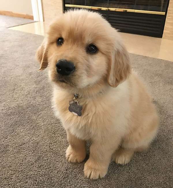 male-doxle-dog