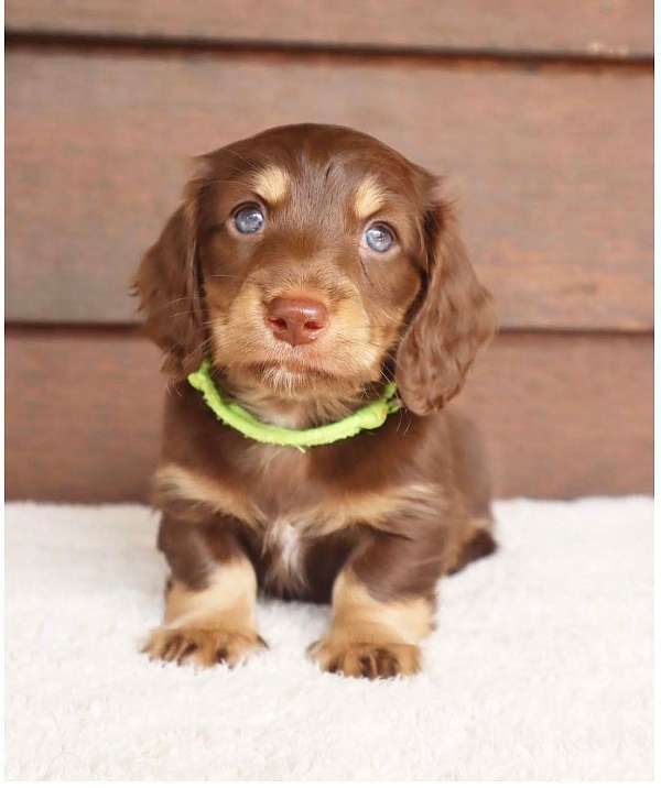male-doxle-dog