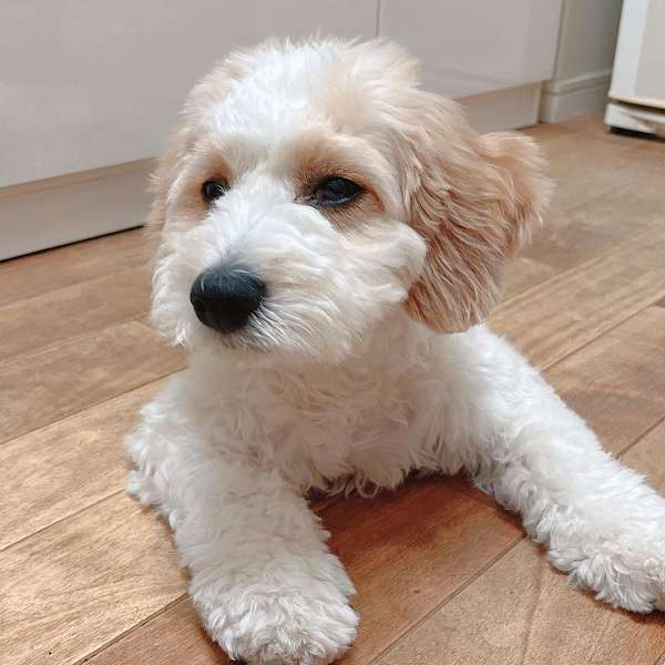 Bichon Poodle Puppies Available