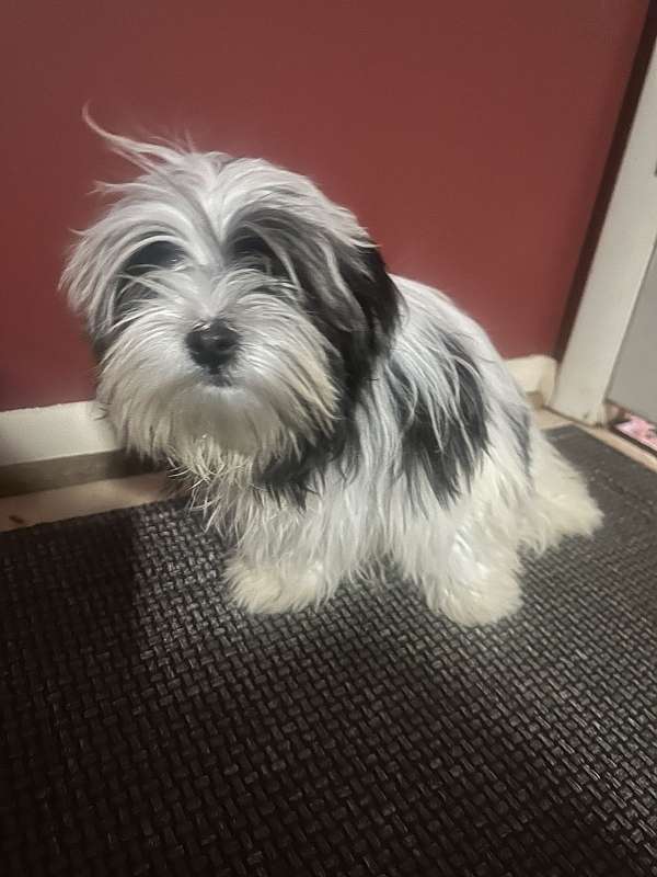 brown-medium-haired-shih-tzu