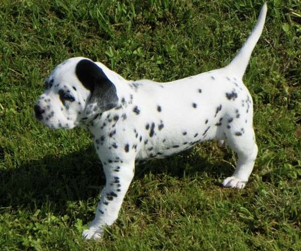 black-cream-basset-hound