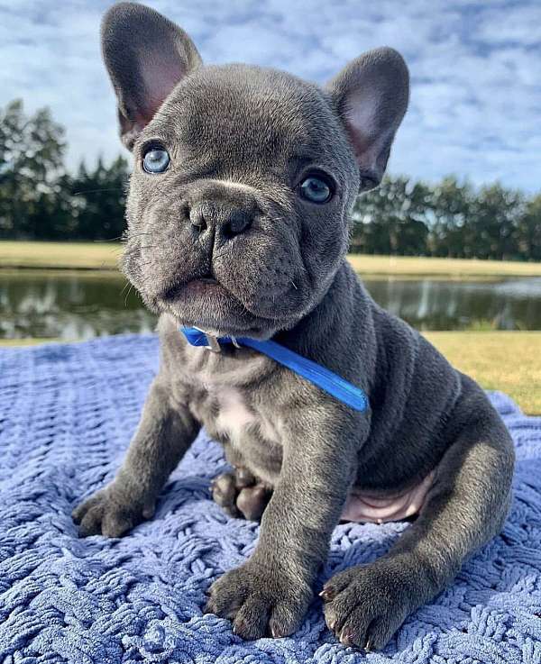Lovely Frenchies. Puppies