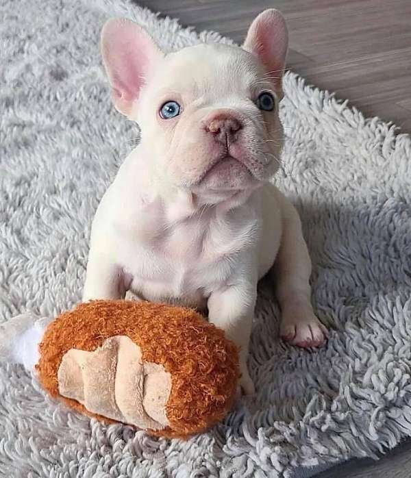 Awesome white French bulldog puppy