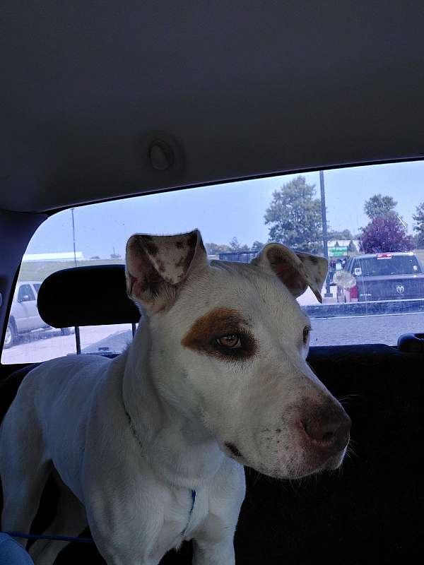biscuit-white-american-staffordshire-terrier