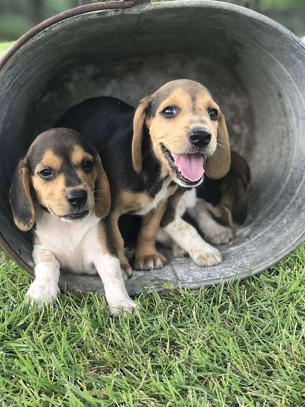 tri-colored-beagle