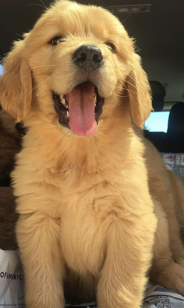 curly-haired-golden-retriever-puppy