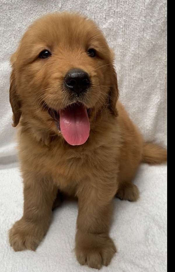 curly-haired-golden-retriever-puppy