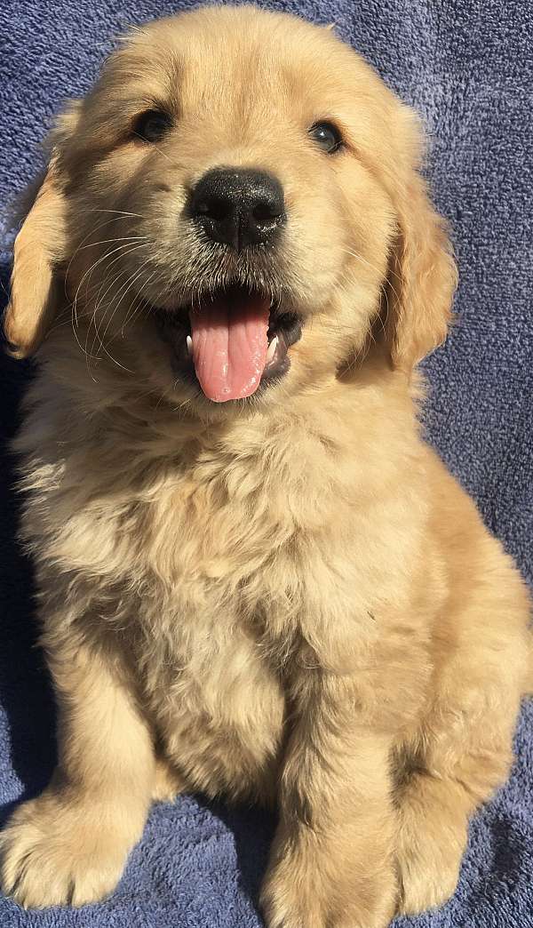 curly-haired-golden-retriever