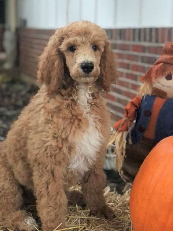 male-red-hypoallergenic-poodle