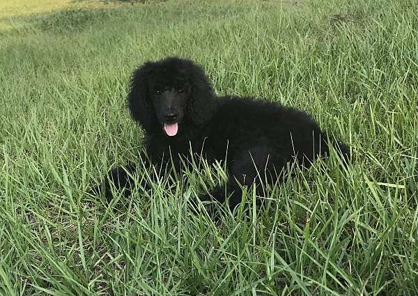 poodle-standard-florida-alabama-georgia-hypoallergenic-dog