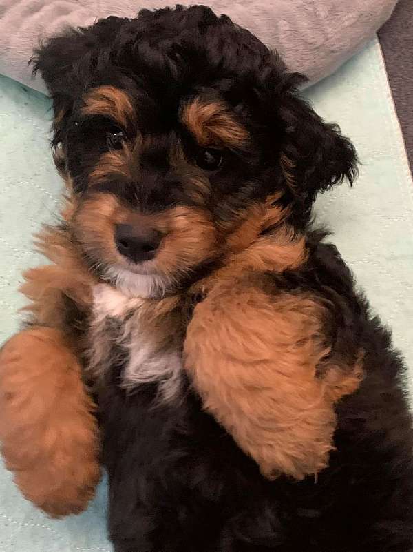 curly-haired-female-bernedoodle