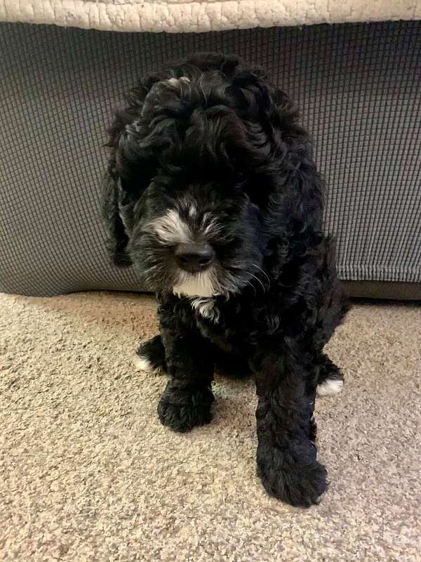 black-cream-curly-haired-bernedoodle