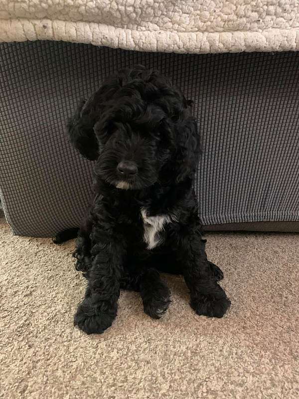 female-black-cream-curly-haired-bernedoodle