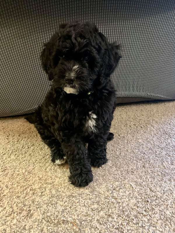 curly-haired-male-bernedoodle