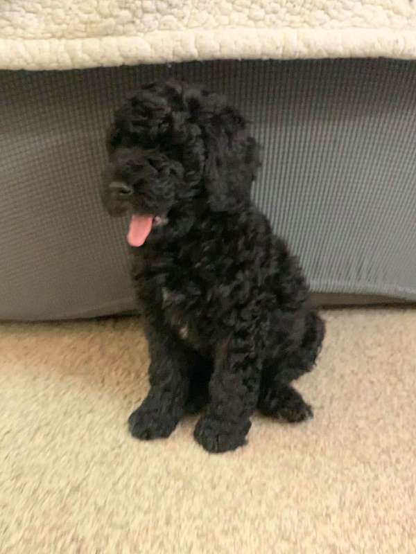 female-black-curly-haired-bernedoodle