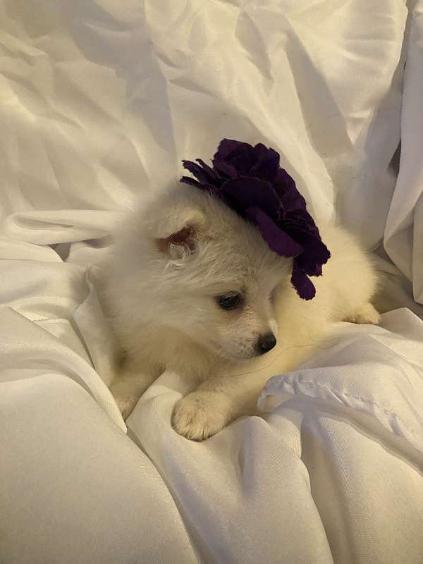 mixed-biscuit-white-double-coated-pomeranian
