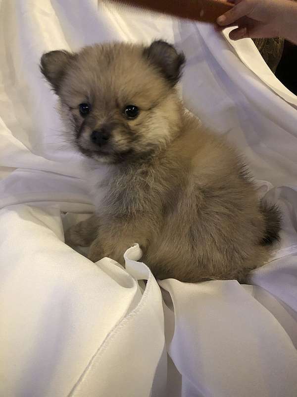 biscuit-white-double-coated-pomeranian