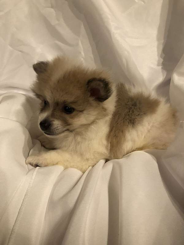 biscuit-white-small-pomeranian