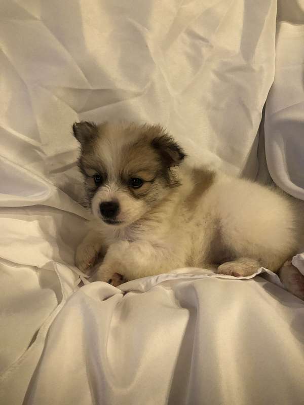 small-biscuit-white-pomeranian