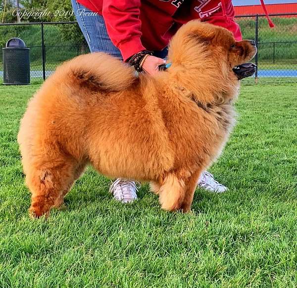 black-red-chow