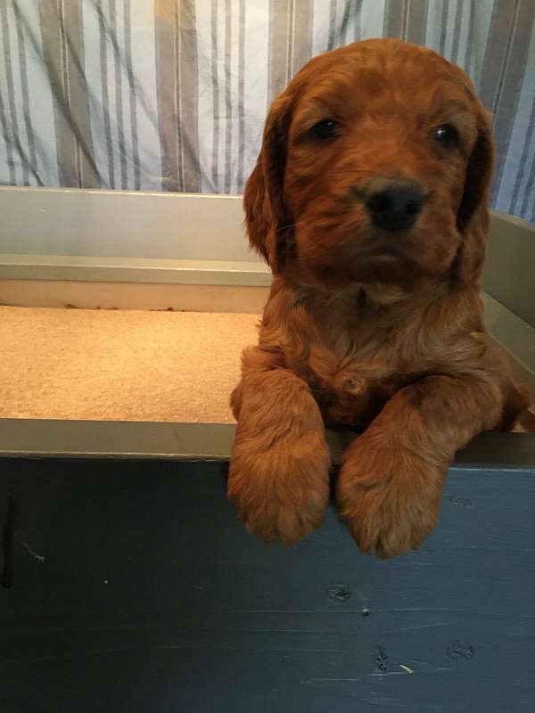 mahogany-male-irish-doodle