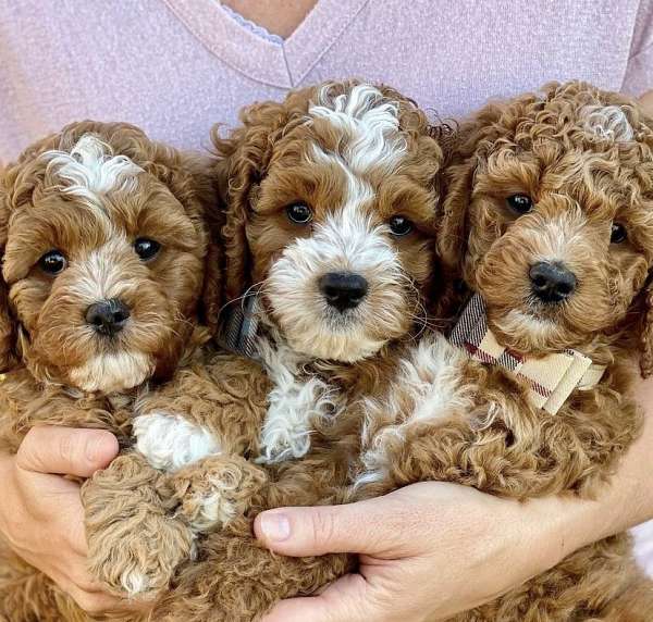 cavapoo-puppies-for-sale-dog