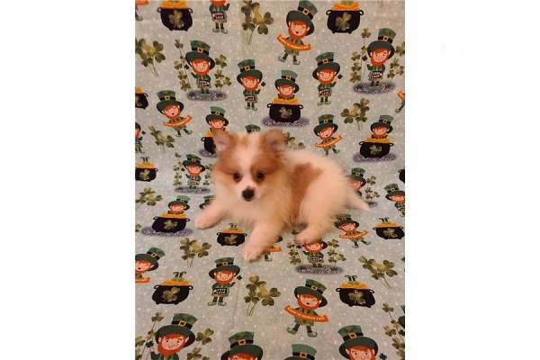 double-coated-pomeranian