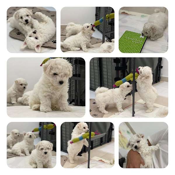 male-toy-poodle-puppy