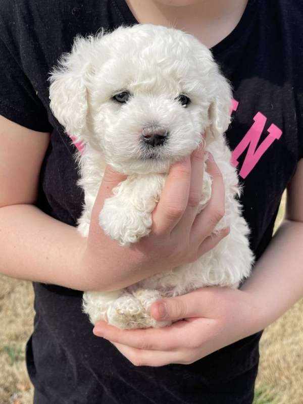 male-toy-poodle-puppy