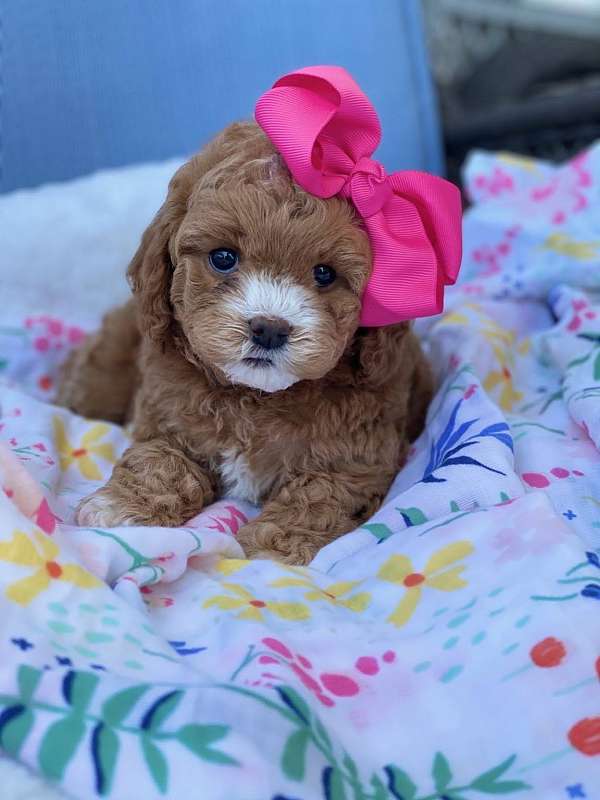 female-toy-poodle-puppy