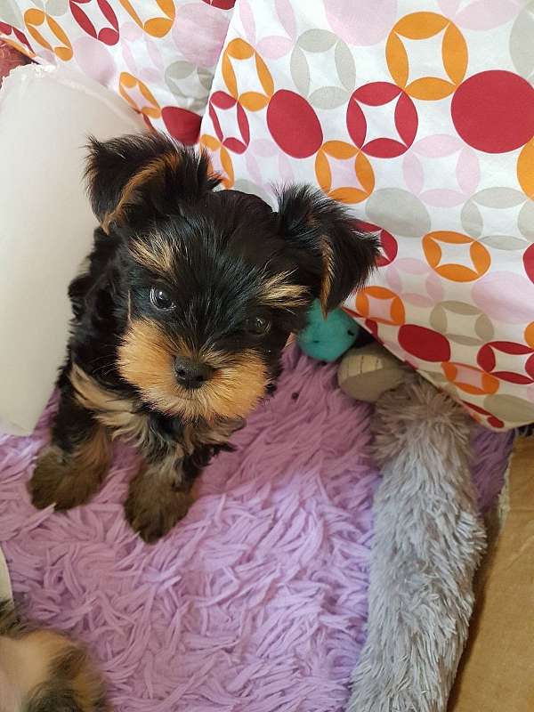 blue-merle-miniature-labradoodle