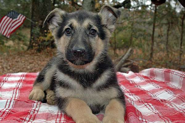 short-haired-german-shepherd