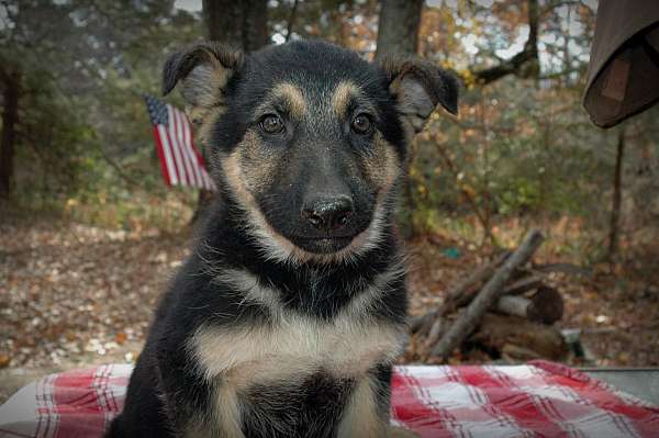 male-black-tan-single-coated-german-shepherd