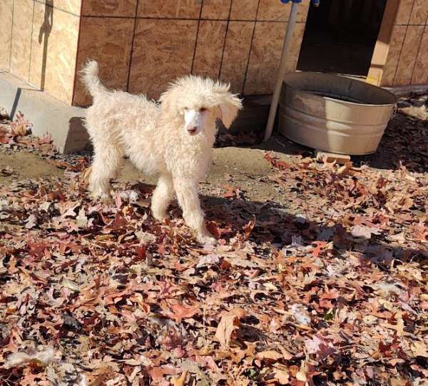 male-champagne-hypoallergenic-standard-poodle