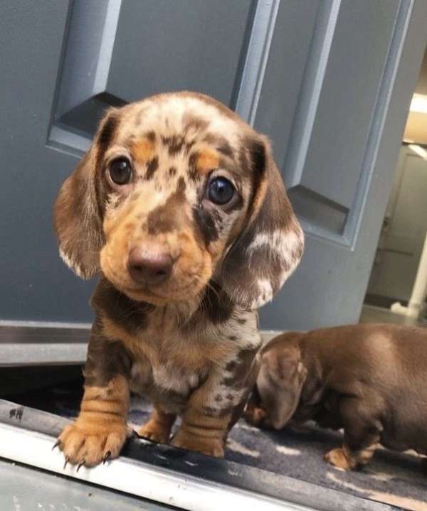 chocolate-merle-toy-poodle-poodle