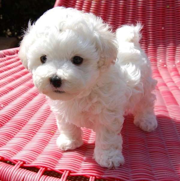 female-toy-poodle-puppy