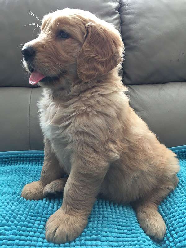 gold-golden-retriever