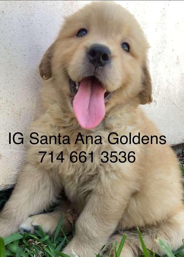 gold-golden-retriever
