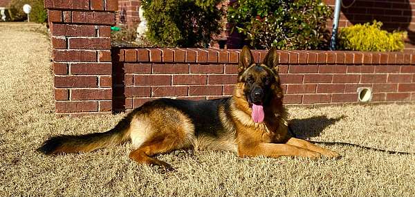 mixed-red-smooth-coated-german-shepherd