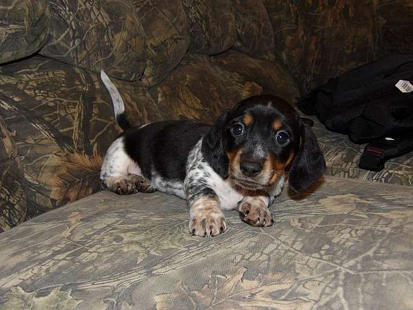 male-parti-colored-smooth-coated-dachshund